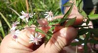 Symphyotrichum lateriflorum image