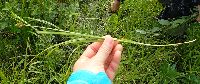 Carex bebbii image