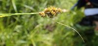 Carex bebbii image