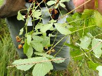 Media resource of Rubus flagellaris
