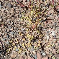 Euphorbia geyeri image