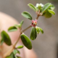 Euphorbia geyeri image