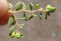 Euphorbia geyeri image