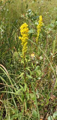 Solidago uliginosa image