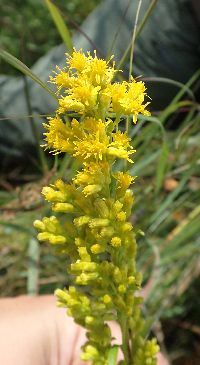Solidago uliginosa image