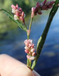Persicaria maculosa image