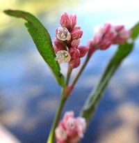 Persicaria maculosa image