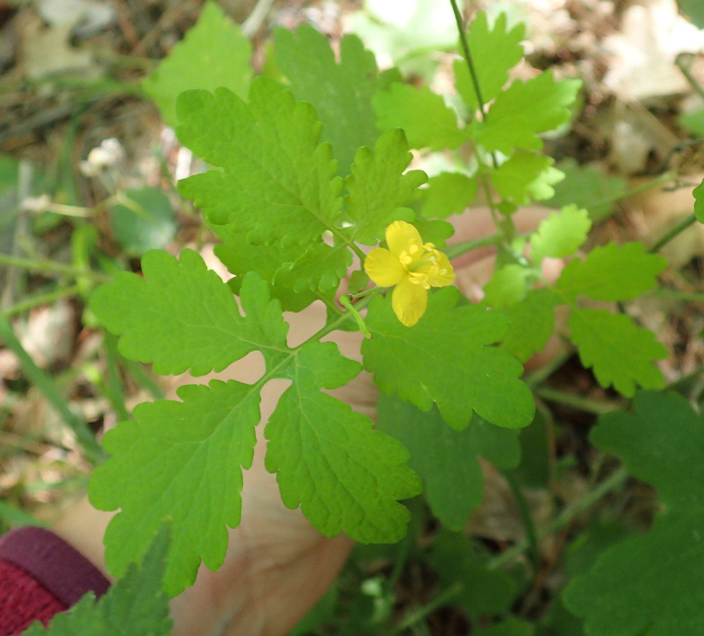 Chelidonium majus image