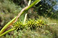 Sparganium emersum image