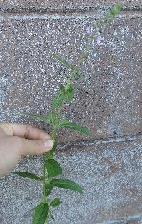 Stachys pilosa var. pilosa image