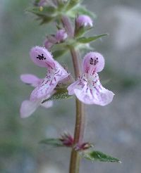 Stachys pilosa var. pilosa image
