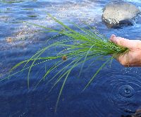 Carex bebbii image