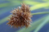 Carex bebbii image