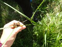 Scirpus atrovirens image