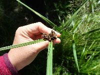Scirpus atrovirens image