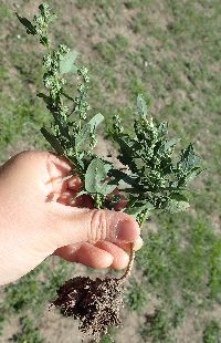 Chenopodium pratericola image