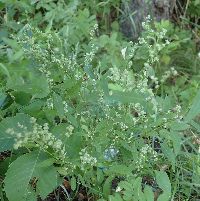 Chenopodium pratericola image