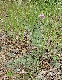 Centaurea stoebe image