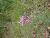 Centaurea stoebe image