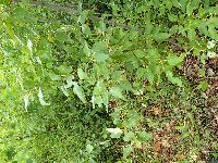 Populus balsamifera image