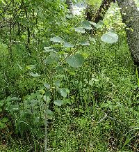 Populus tremuloides image