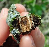 Ulmus americana image