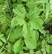 Parthenocissus inserta image