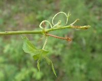 Parthenocissus inserta image