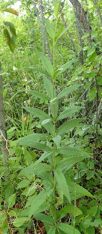 Veronicastrum virginicum image