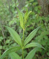 Veronicastrum virginicum image