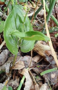 Maianthemum canadense image