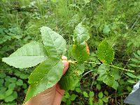 Fraxinus nigra image