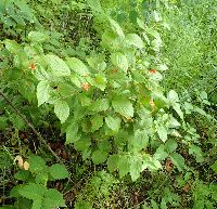 Viburnum rafinesquianum image