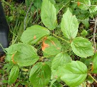 Viburnum rafinesquianum image