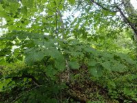 Tilia americana image