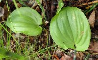 Maianthemum canadense image