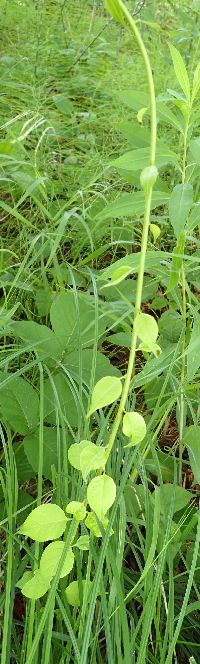Celastrus scandens image