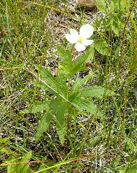 Anemone canadensis image