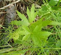 Anemone canadensis image