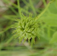 Anemone canadensis image
