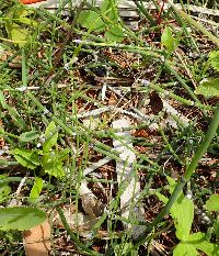 Thumbnail image of current specimen