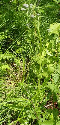 Cirsium arvense image