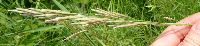 Bromus inermis image