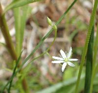 Stellaria longifolia image