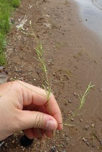 Stellaria longifolia image