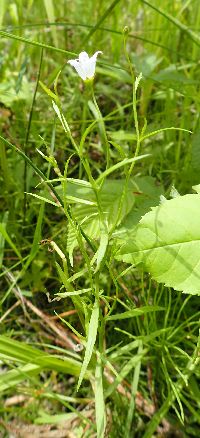 Campanula aparinoides image