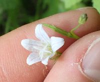 Campanula aparinoides image
