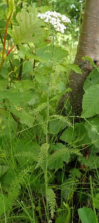 Thumbnail image of current specimen