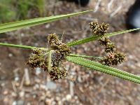 Scirpus atrovirens image