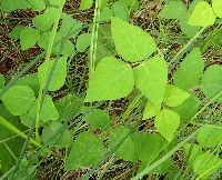 Amphicarpaea bracteata image